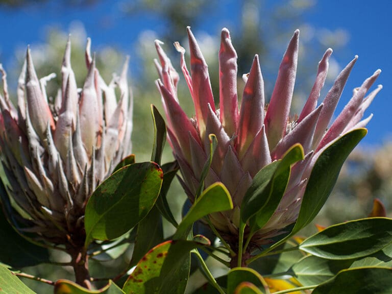 One Day in the Garden Route