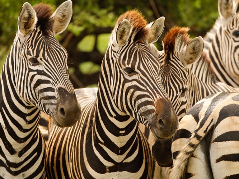 Why the summer safari is the best kind of African getaway