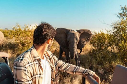 Guided Safari Elephant Sighting