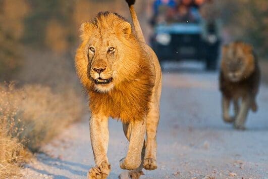 Guided Safaris in the Kruger National Park Lion sighting