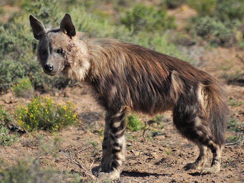 Wale und weiße Löwen 3 Einmalige Sichtung einer Schwarzen Hyäne in Sanbona