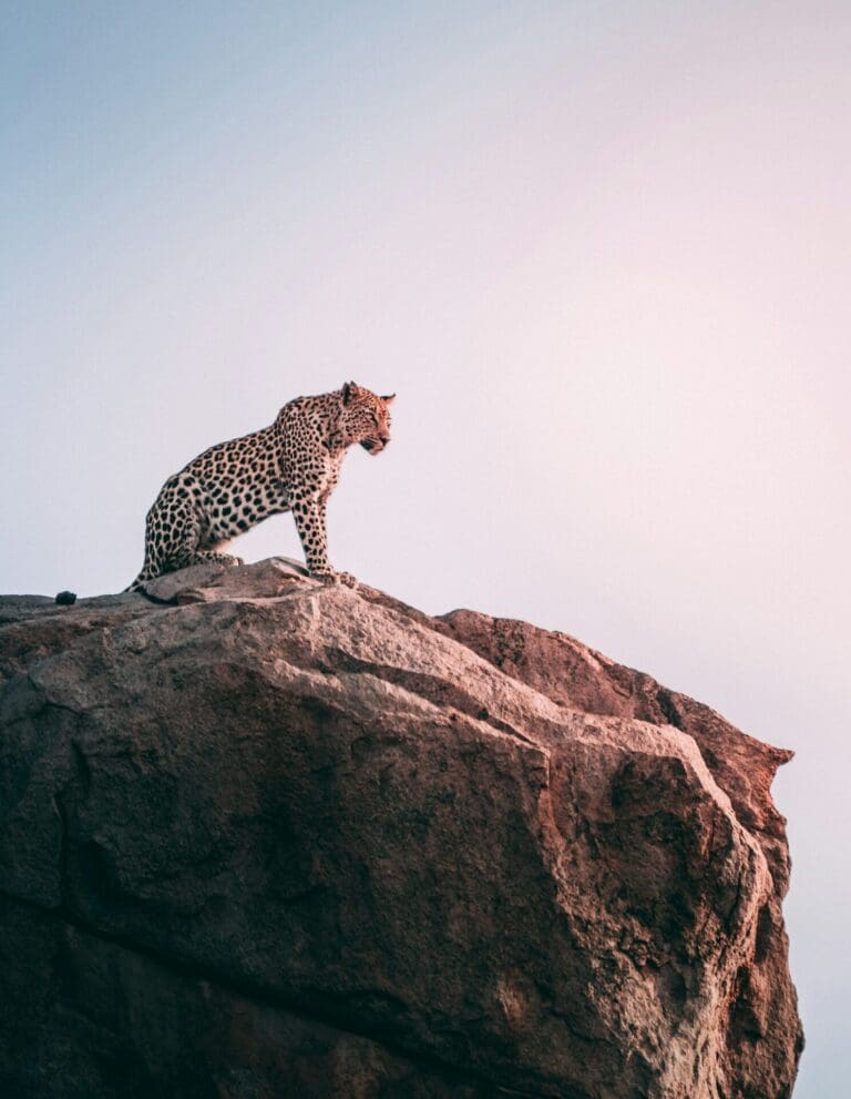 Namibia's Big 5