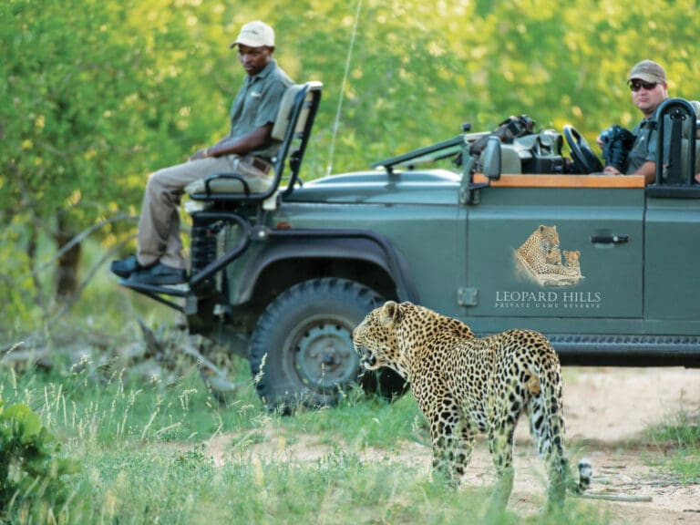 Chobe vs. The Kruger National Park – Which is the Best for an African Safari?