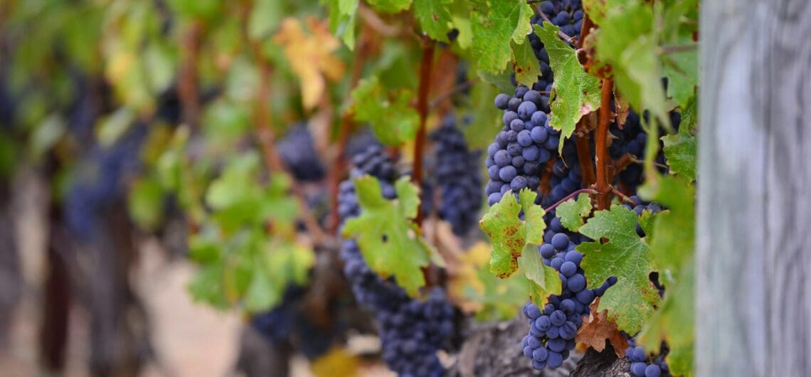 Kapstadt Weinreisen