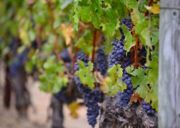 Cape Town Wine Tours