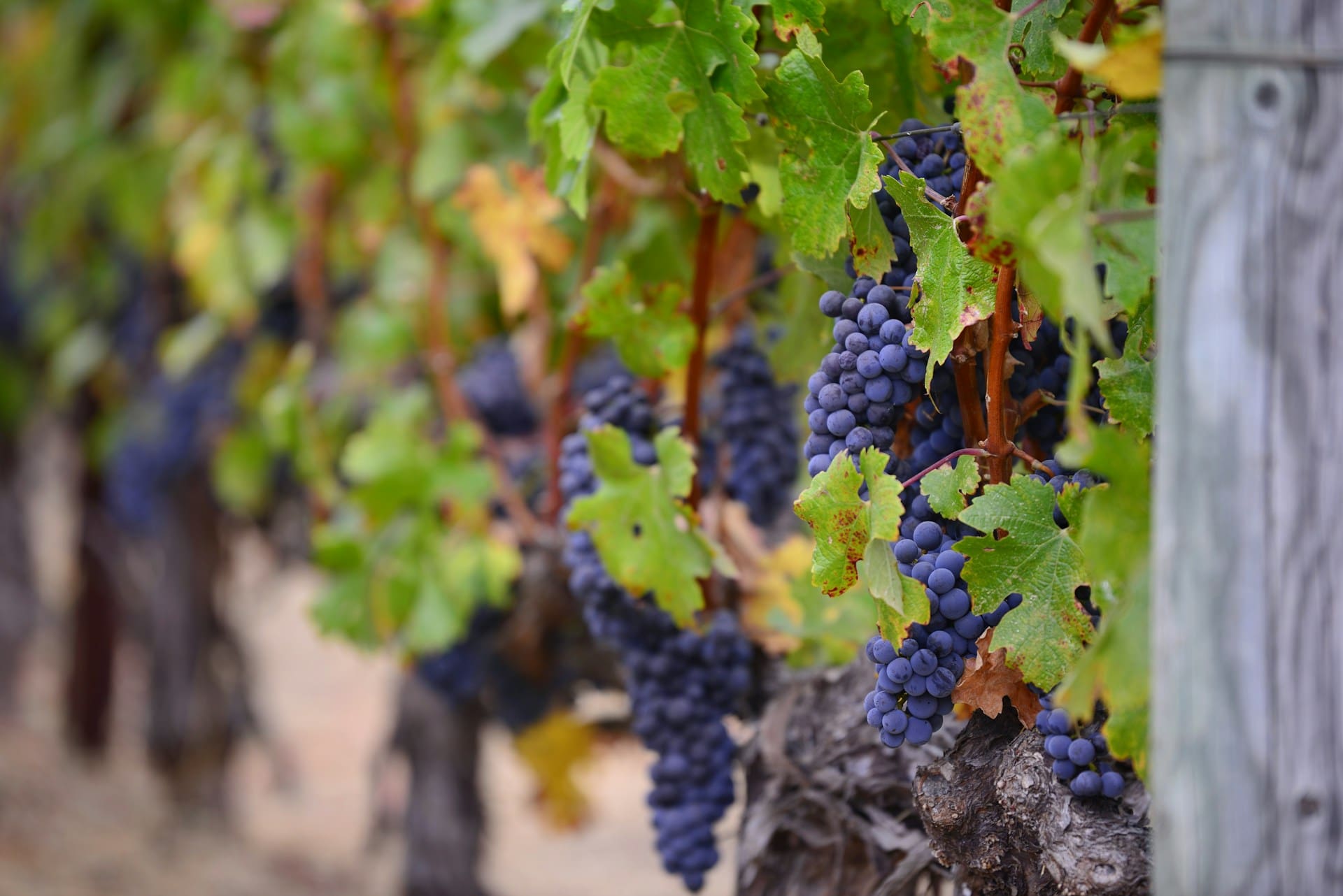 Cape Town Wine Tours