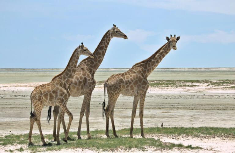 Giraffes at the Etosha Salt Pan