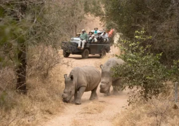 Safari-in-Africa-at-Karongwe-Portfolio--1024x683.jpg