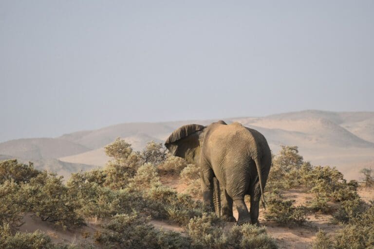 Wildlife in Damaraland
