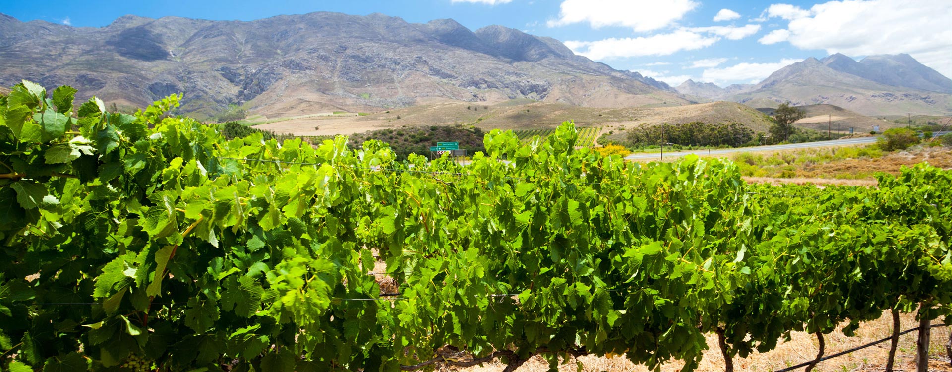Gourmet Cape & Winelands Experience