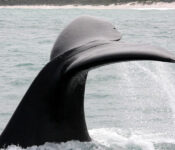 Tag-2-Wal-Hermanus Tag-2-Wal-Hermanus