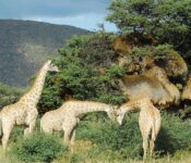 Giraffes sighting