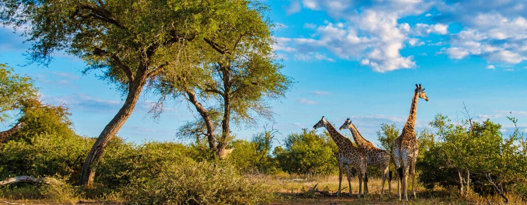 Giraffe seen on a Kruger and Panorama Route Breakaway