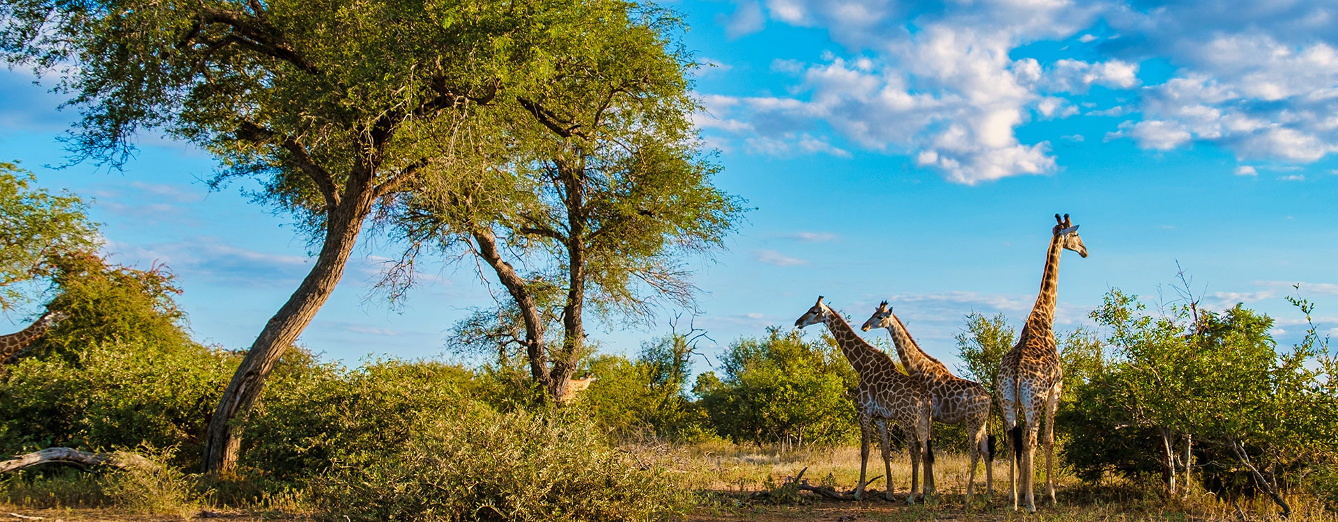 Kruger & Panorama Route Auszeit