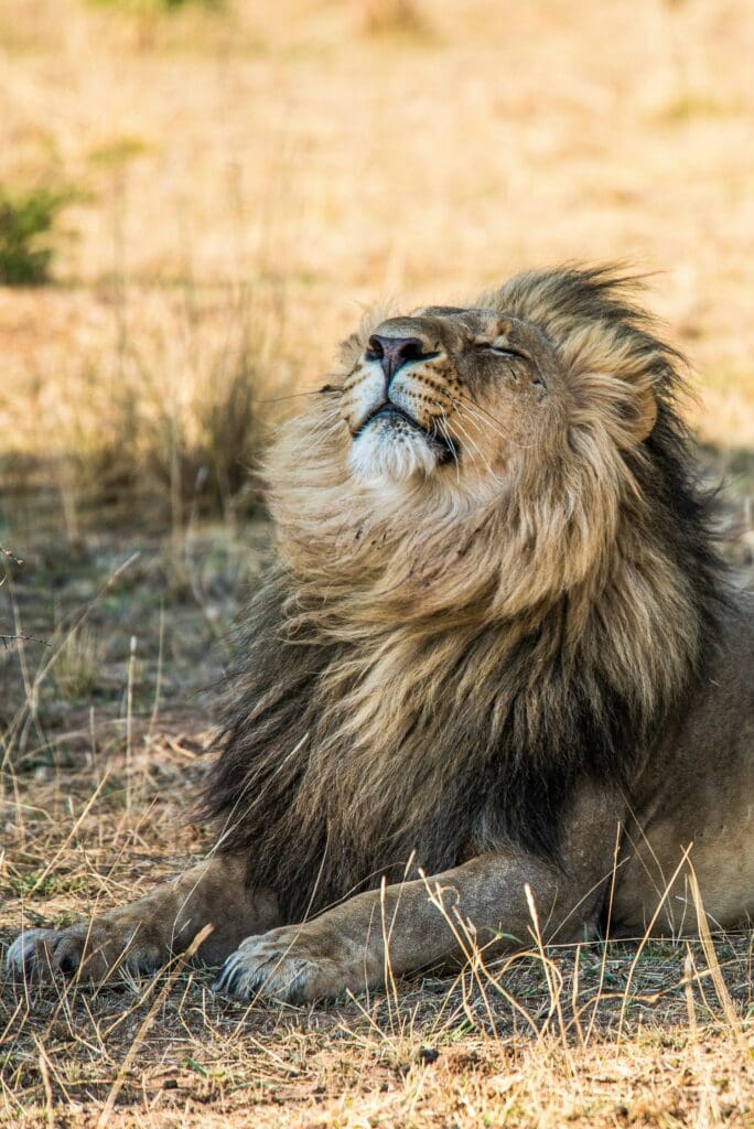 Lion Seen on a Zambia Tour