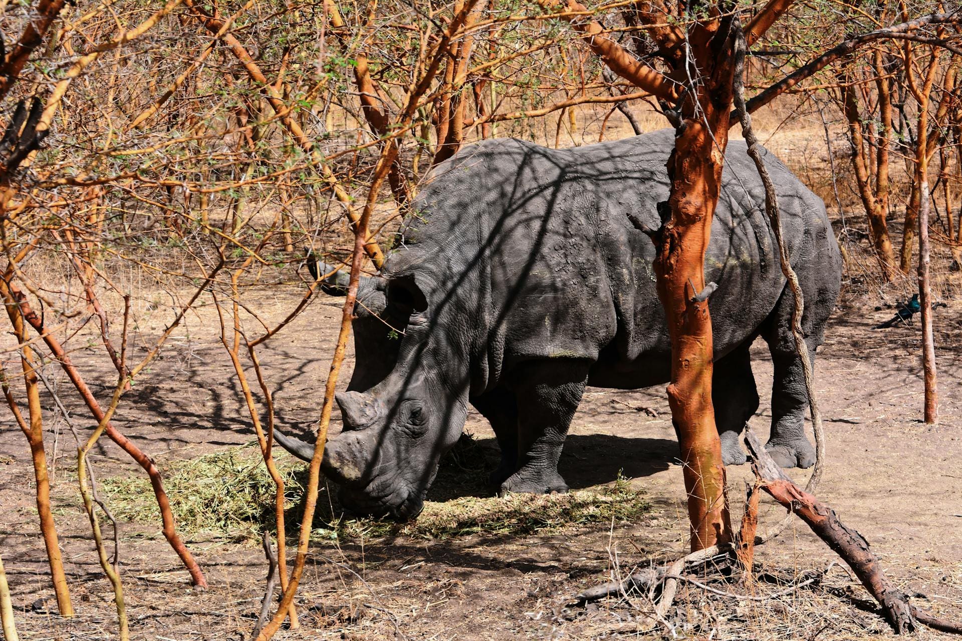 Black Rhino in Namibia