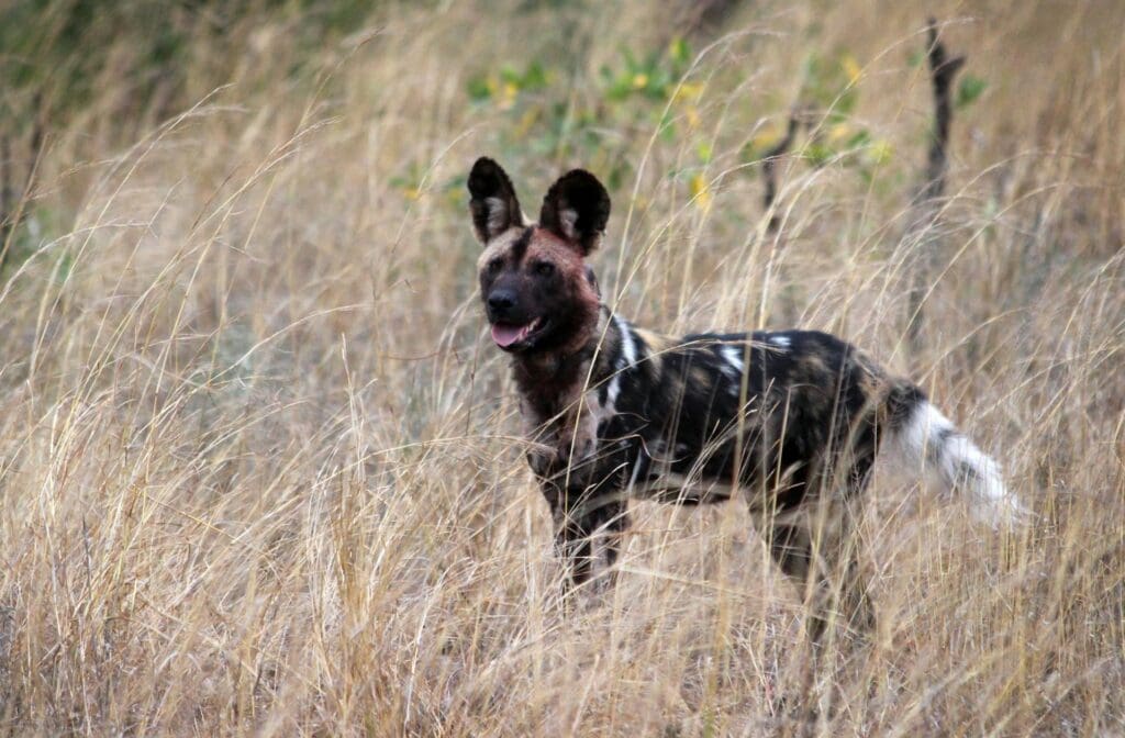 Gefährdete Wildhunde im Krüger-Nationalpark