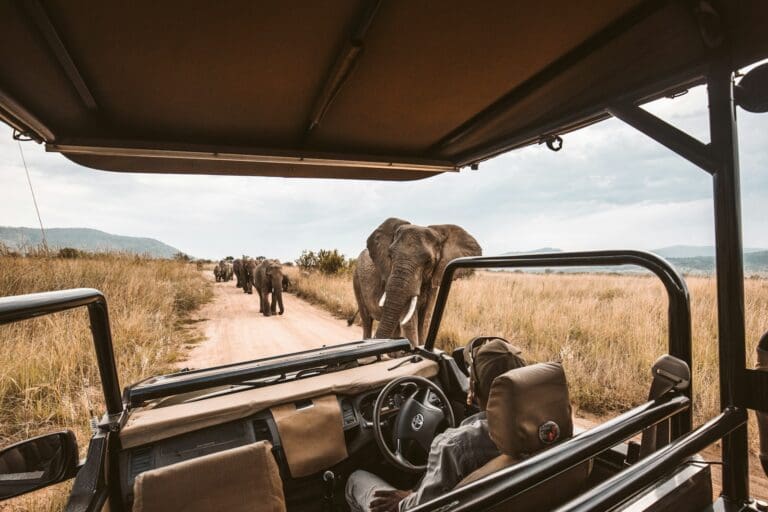 How to Identify and Track Spoor on Your African Walking Safari