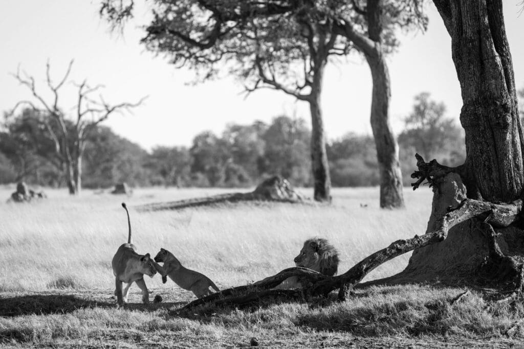 Lions in Hwange National Park