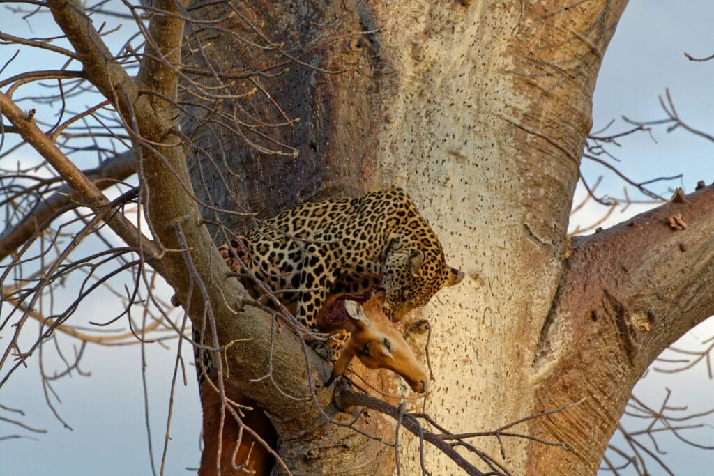 Leopard with Prey Leopard with Prey