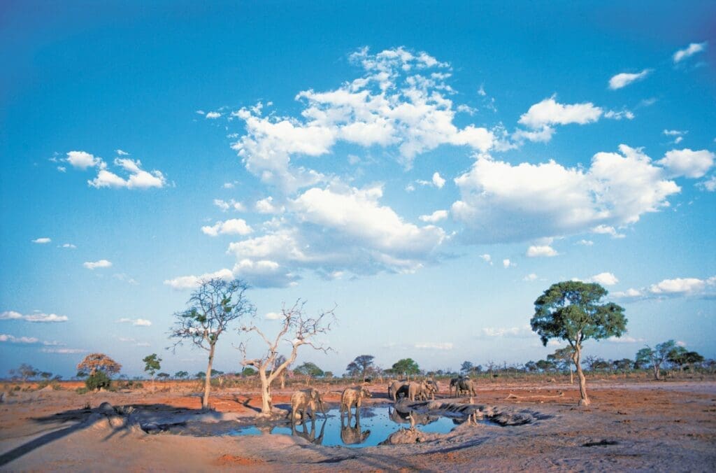 Elephants at waterhole in Botswana