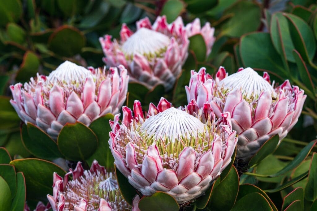 South African Culture and Traditions