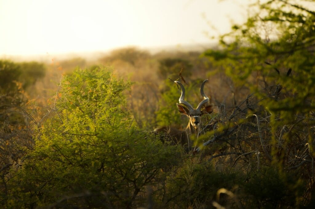 Kudo in the Bush