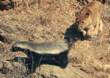 A Lion Cub with a Honey Badger