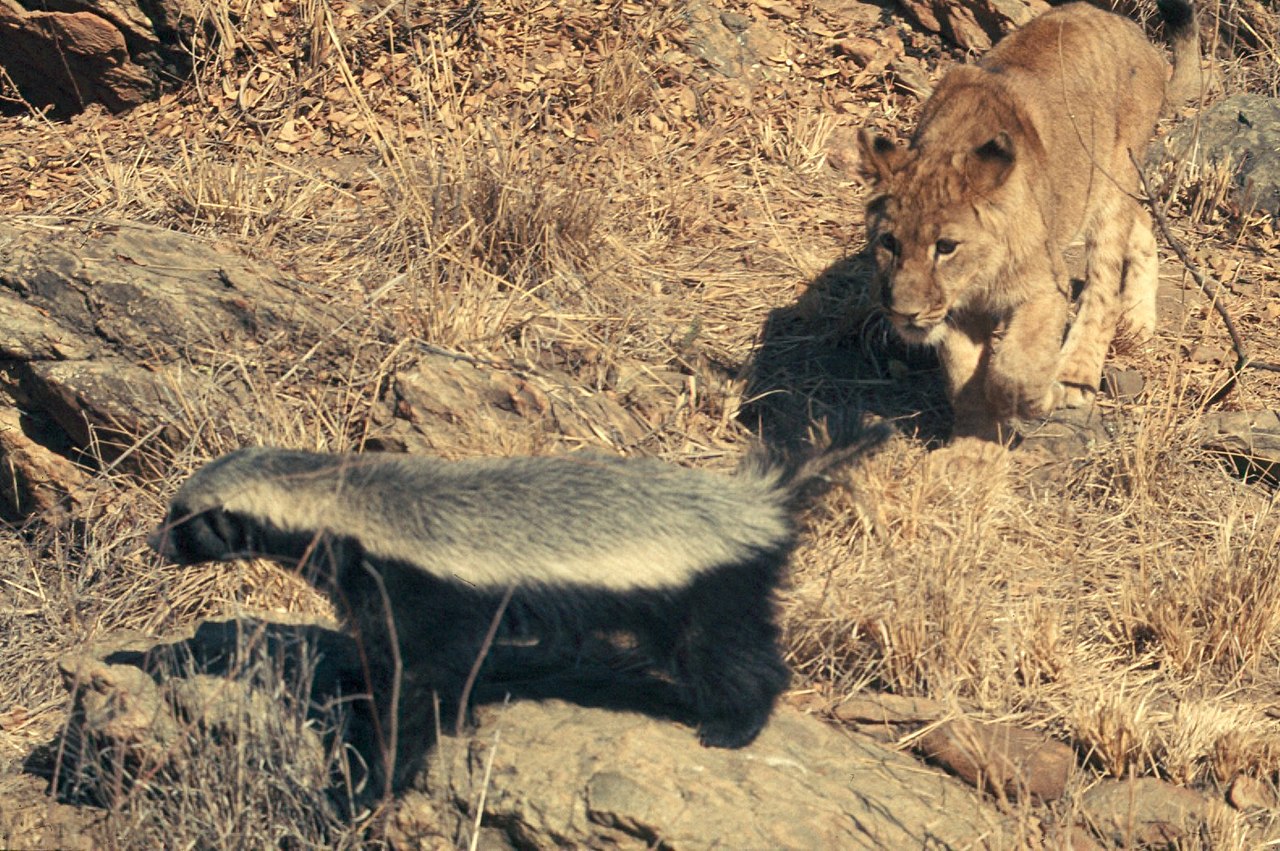 10 Incredible Honey Badger Facts