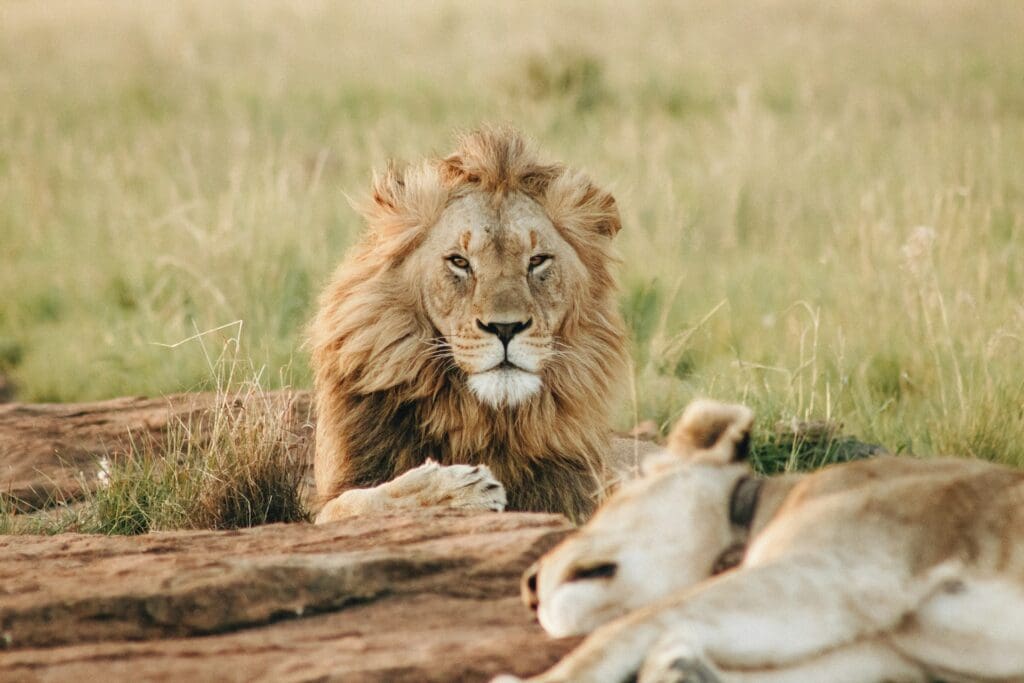 A Lion Seen During A Romantic Safari