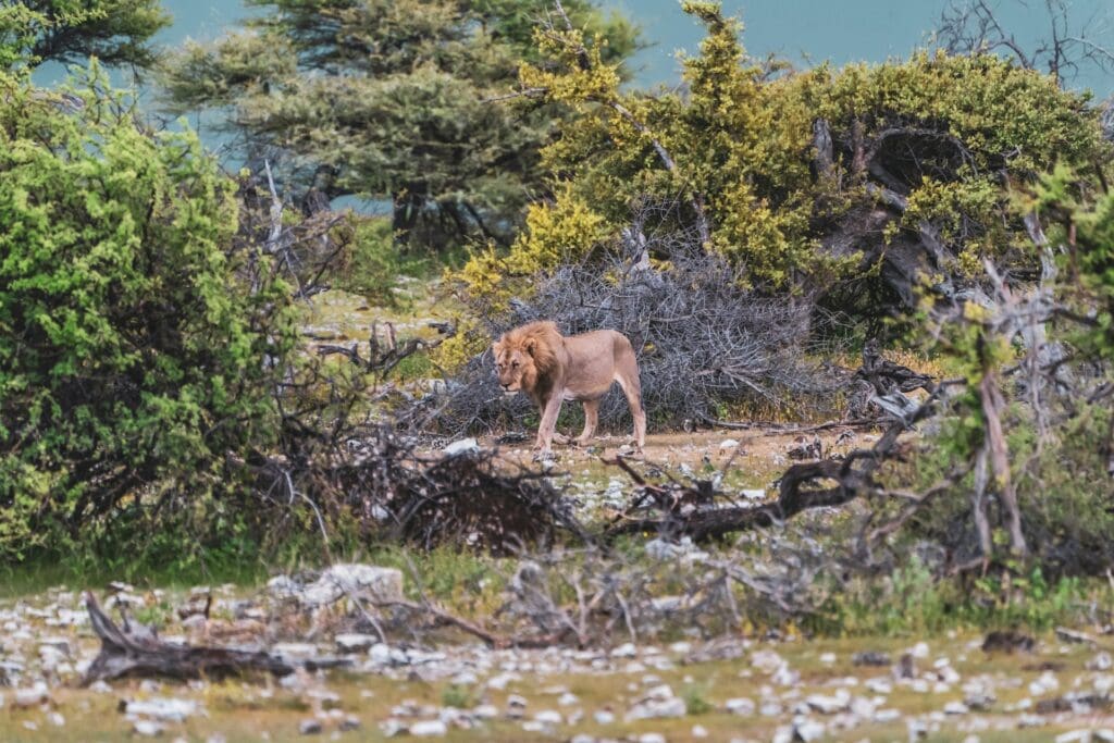 A Lion in Etosha National Park