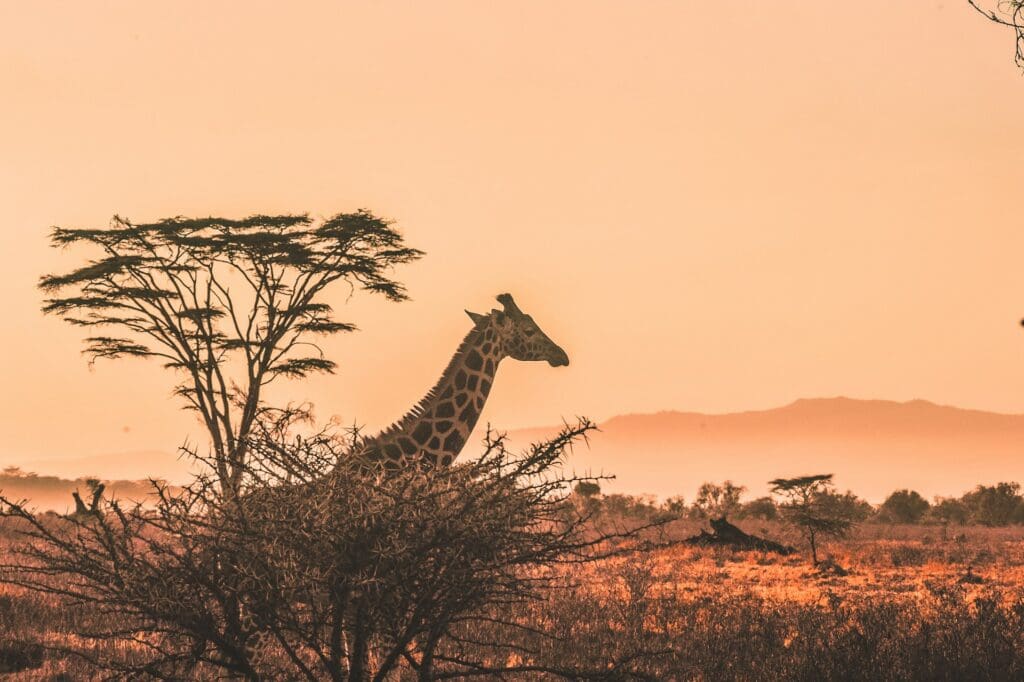 Giraffes Seen on Safari