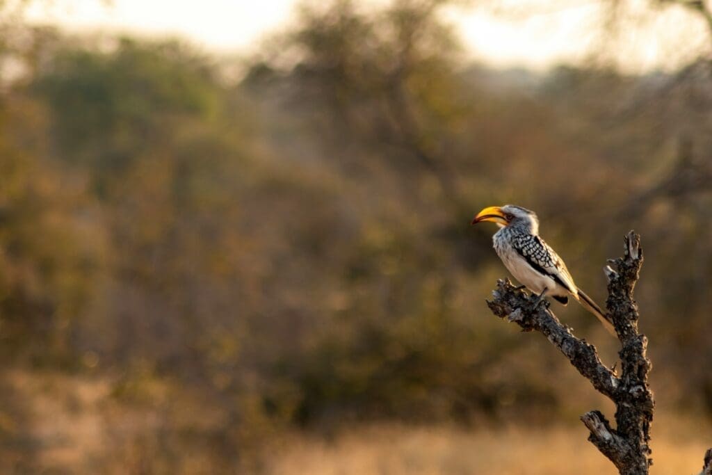 Guide to Sabi Sands Game Reserve