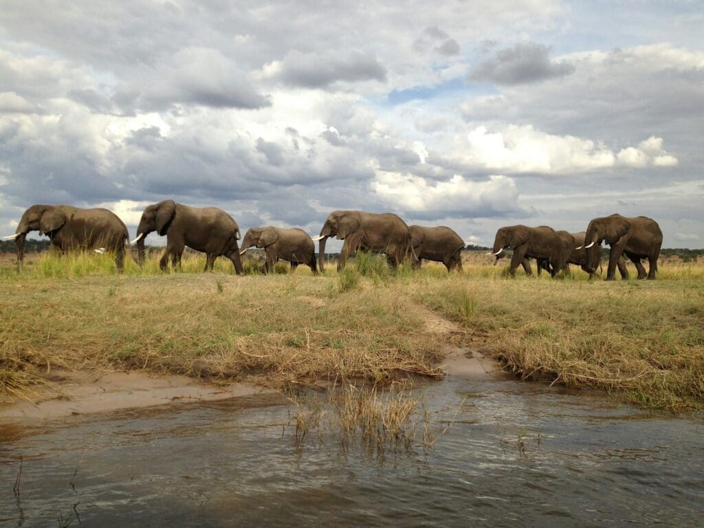 Luxury Safaris in Botswana