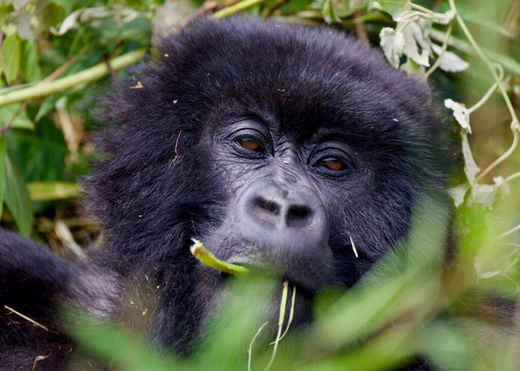 Mountain Gorilla in Rwanda