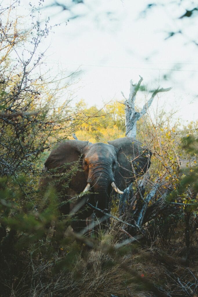 Elephant sighting during a Kruger Park Trip