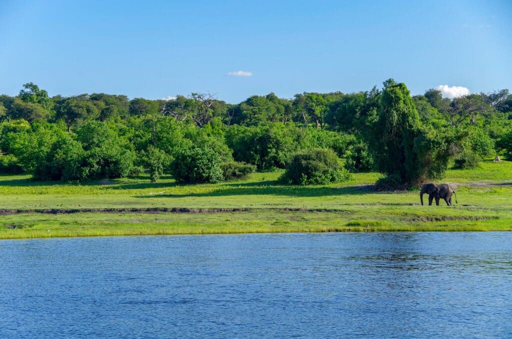 Chobe National Park in December