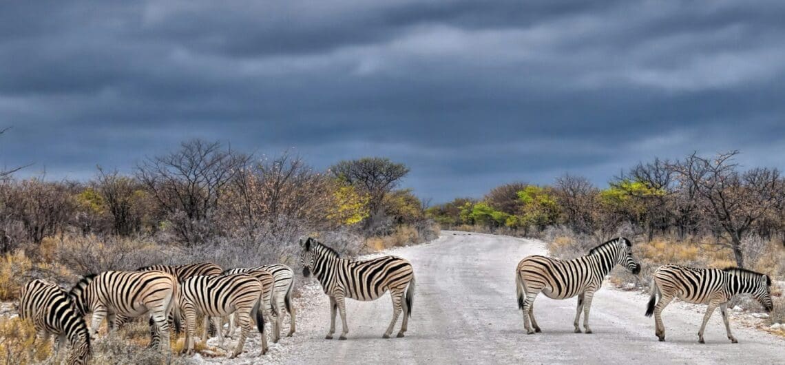 Etosha National Park December Holidays