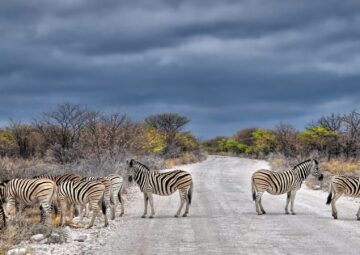 Etosha National Park December Holidays