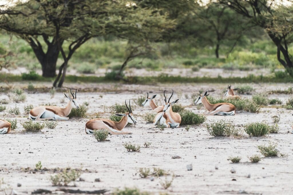 Etosha National Park Impala