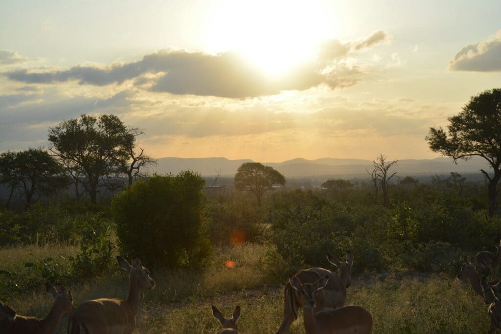 Impala in Kruger National Park