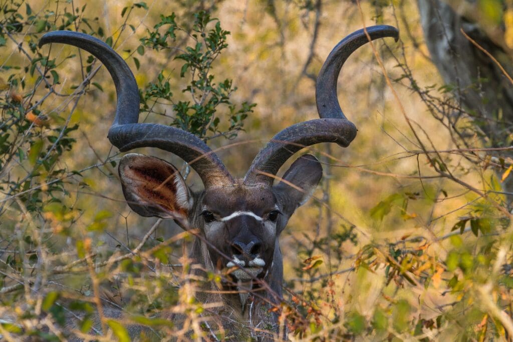 The Kruger National Park in December