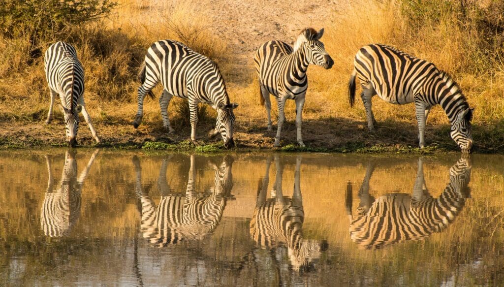 Zebra Drinking Water in the Kruger National Park