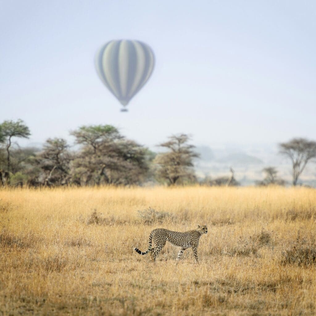 Aktivitäten auf luxuriösen afrikanischen Safaris