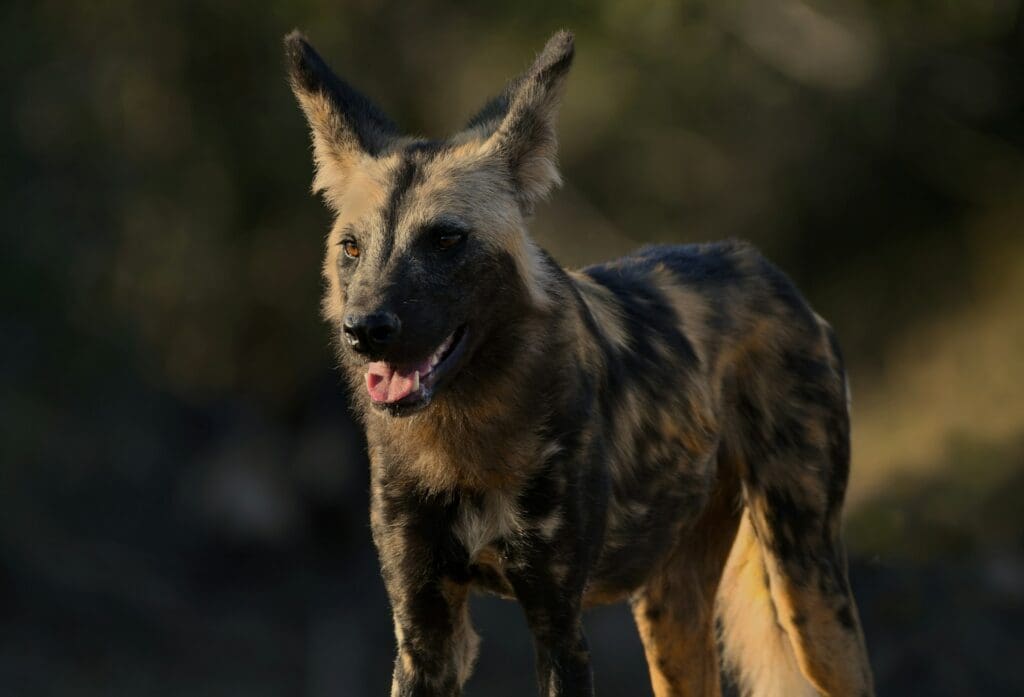 Afrikanischer Wildhund auf einer Pirschfahrt