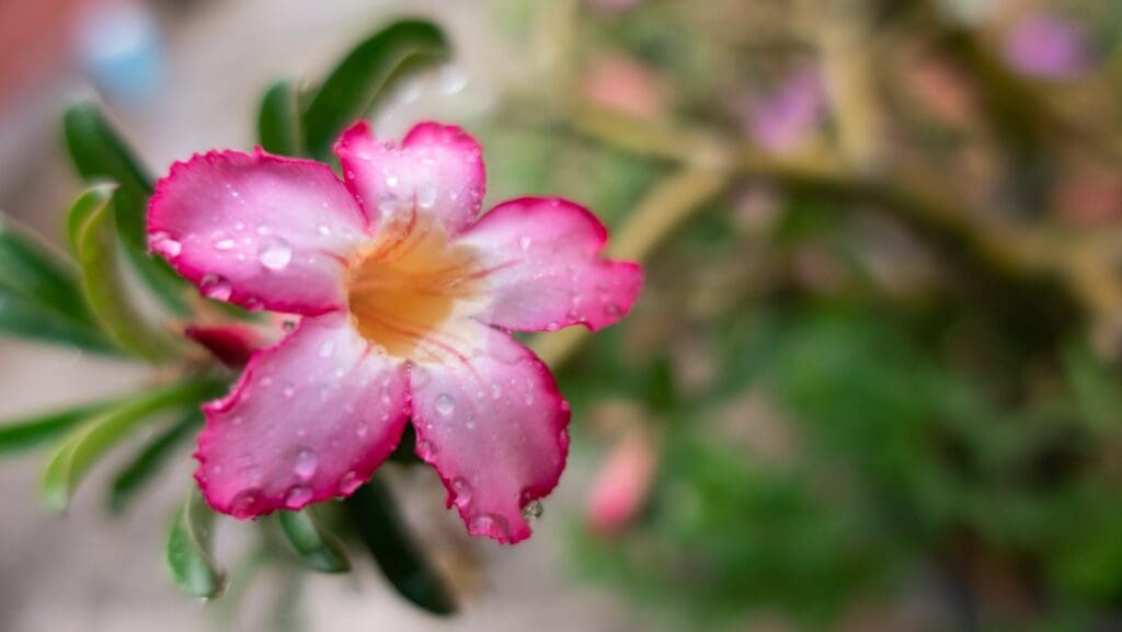 Flora of the Kruger National Park