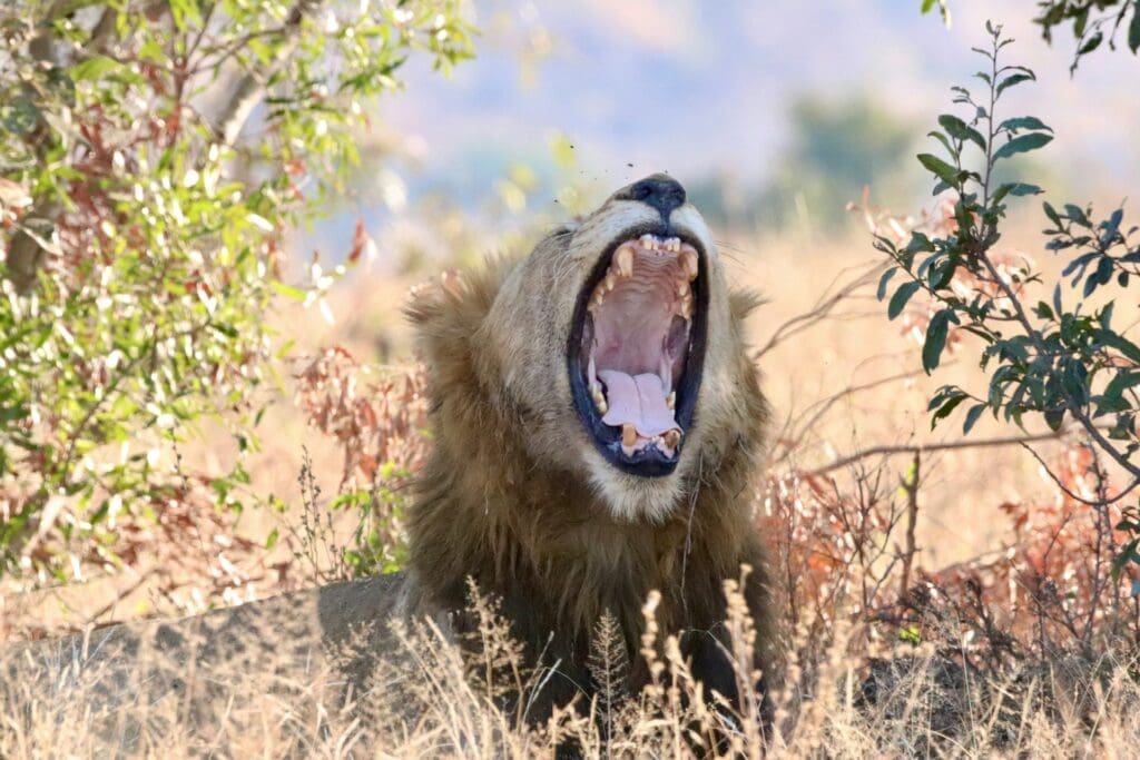 Lion Kruger Park Seasonal Safari