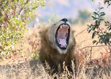 Lion Kruger Park Seasonal Safari