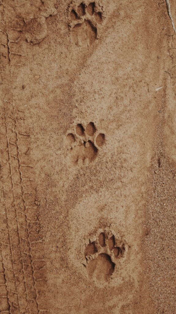 Luxuriöse Wandersafaris in Afrika