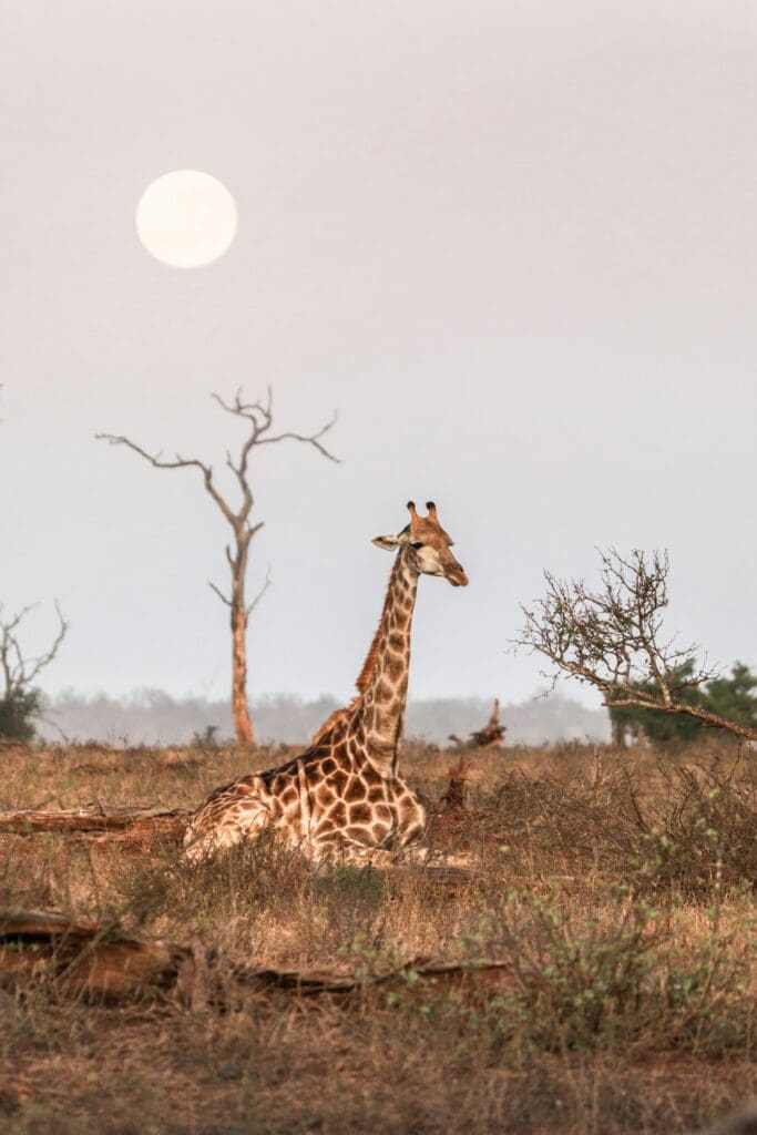 Saisonale Safaris in Afrika